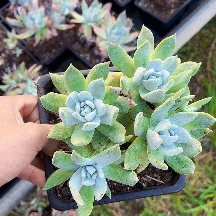 w****8仙女杯多肉植物