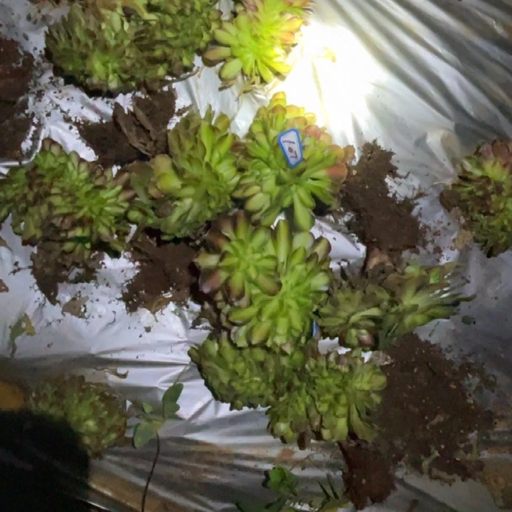 噼***～韶华缀化9个法师锦
