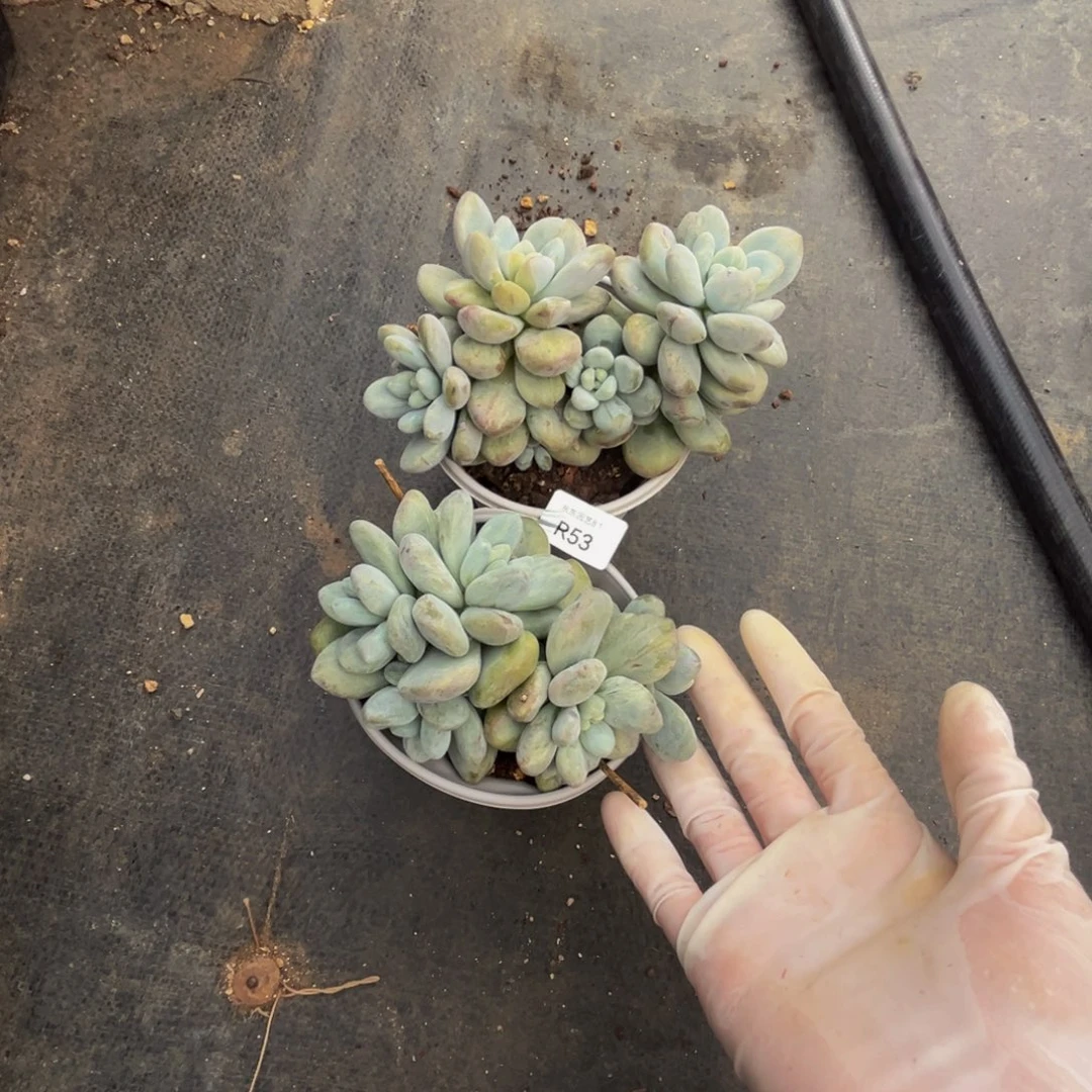 L***ur53香水石化群生两颗