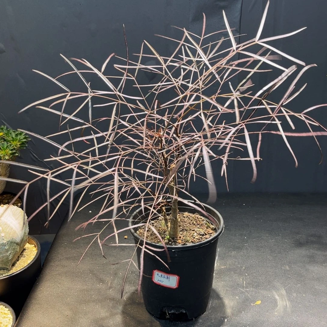 毛里求斯Zzzzzzzzzzzzzzz