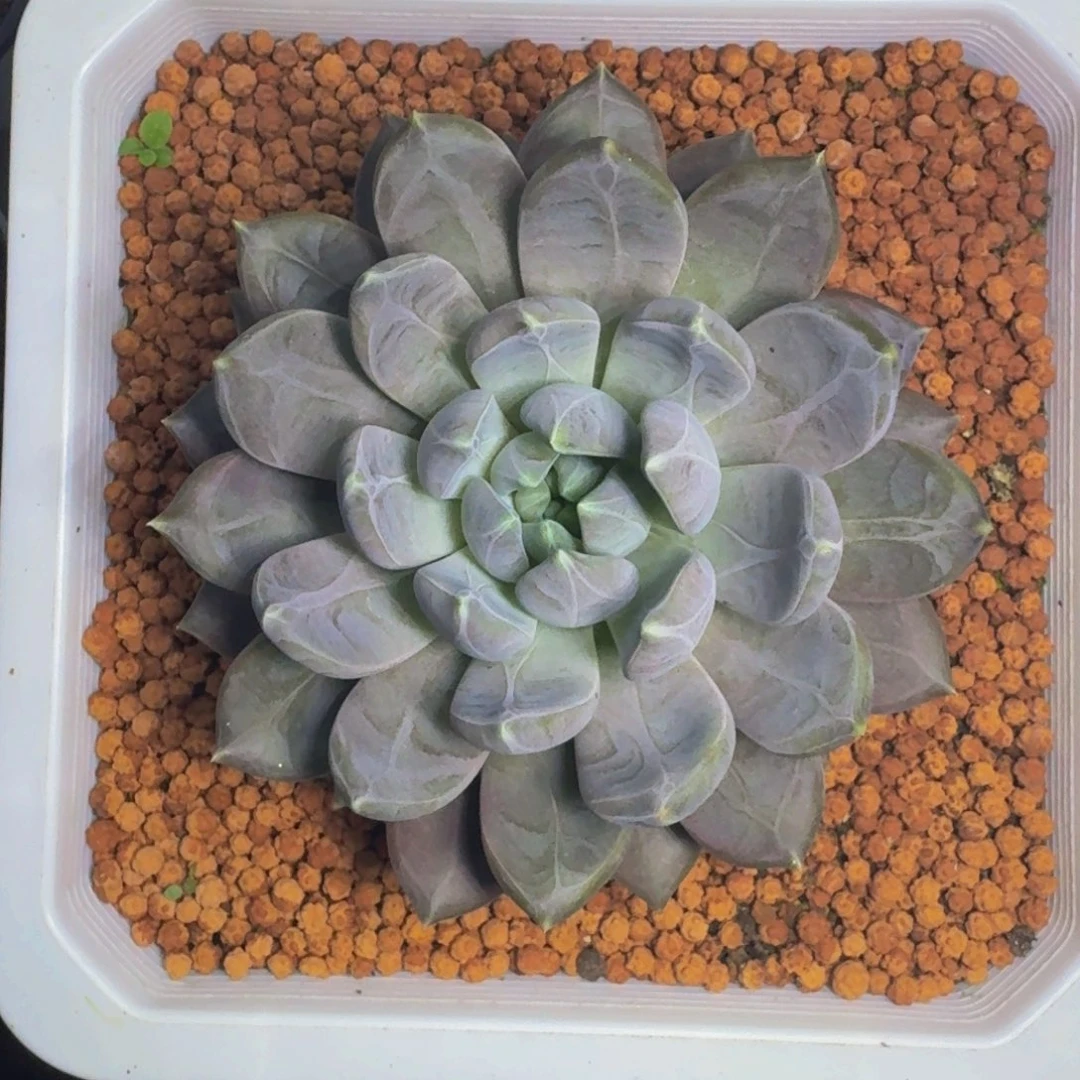 邀月 单头 一物一拍