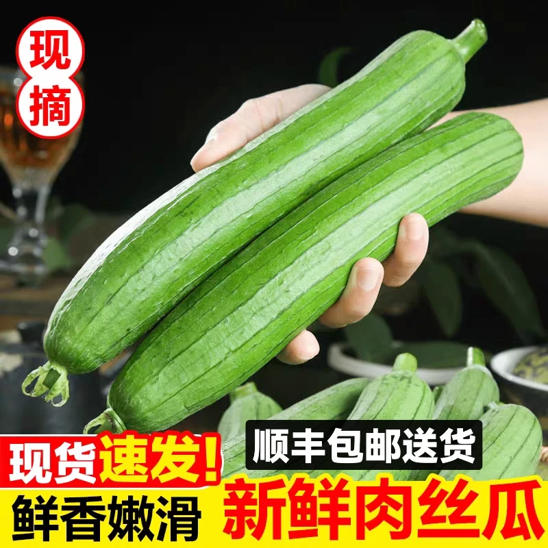 【顺丰包邮送货上门】苏北农家丝瓜奶油丝瓜香丝瓜现摘现发2-10斤装