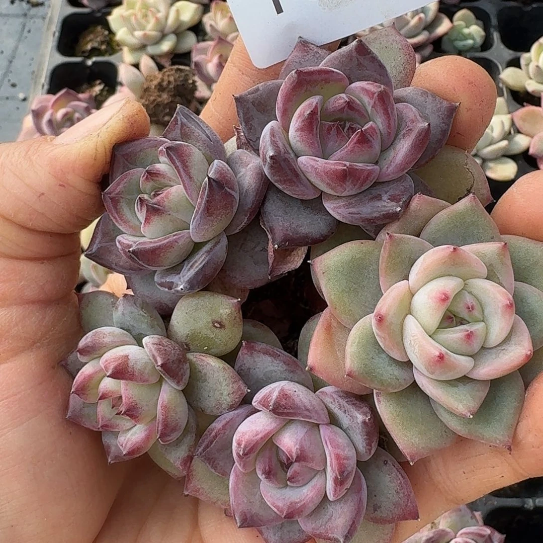 杂交新品珍妮多肉1317