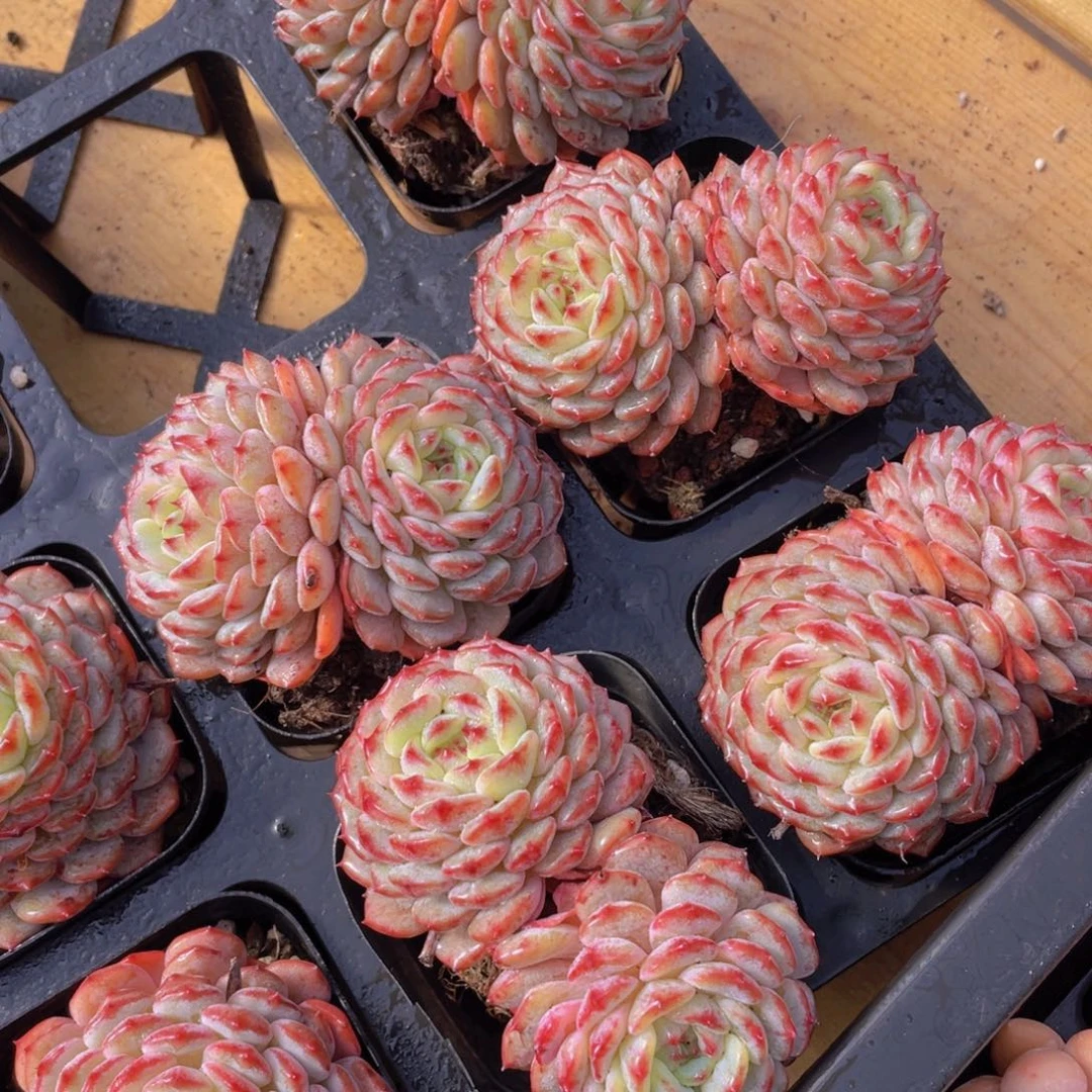 422号 飘枝白胖子双头一个