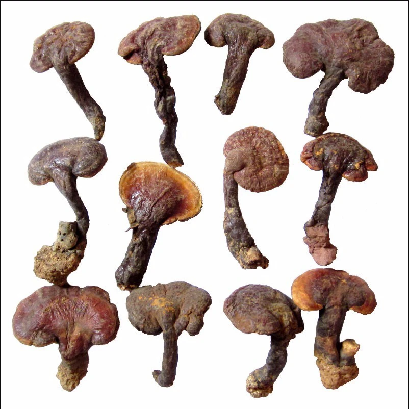 【琴妹优选】山货哧-灵-知农产品