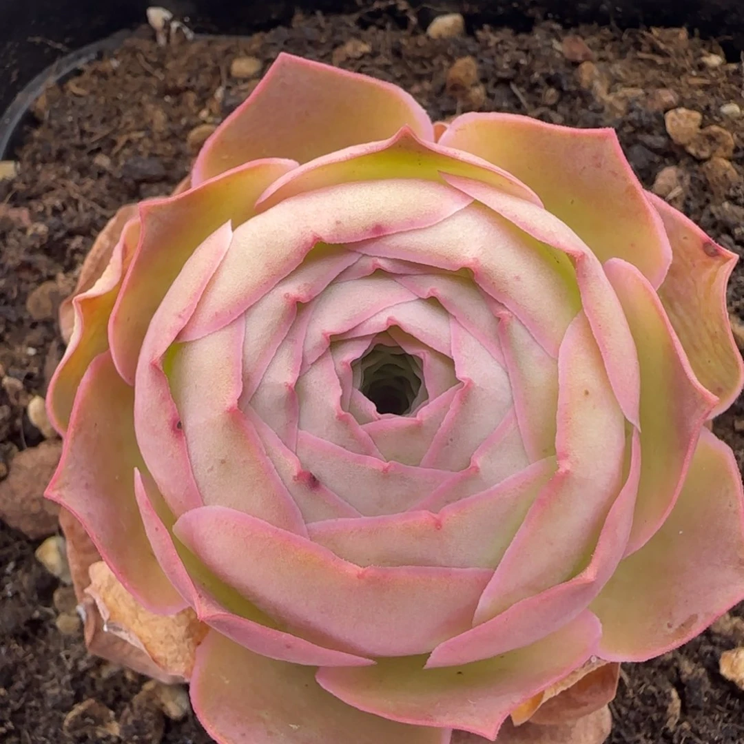 Y856半城玫瑰四月天