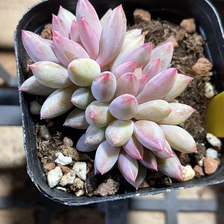 多肉植物虞美人935