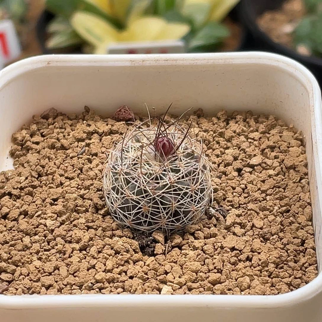 实生仙人球开花株 包邮