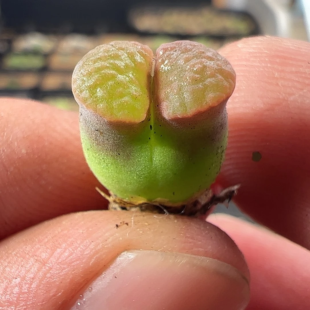 一物一拍       835母本Banke