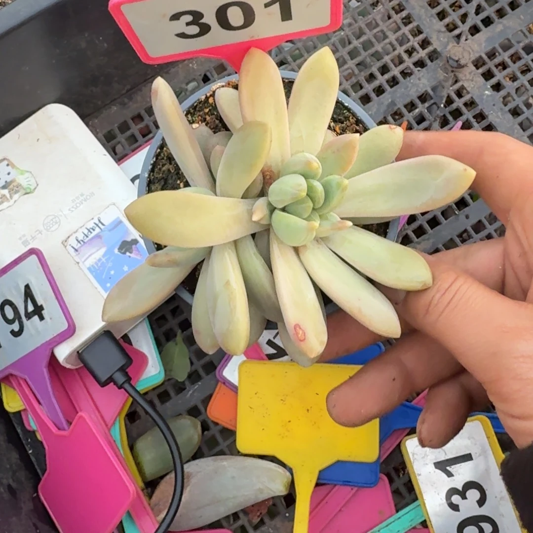 多肉植物朵唯奇301