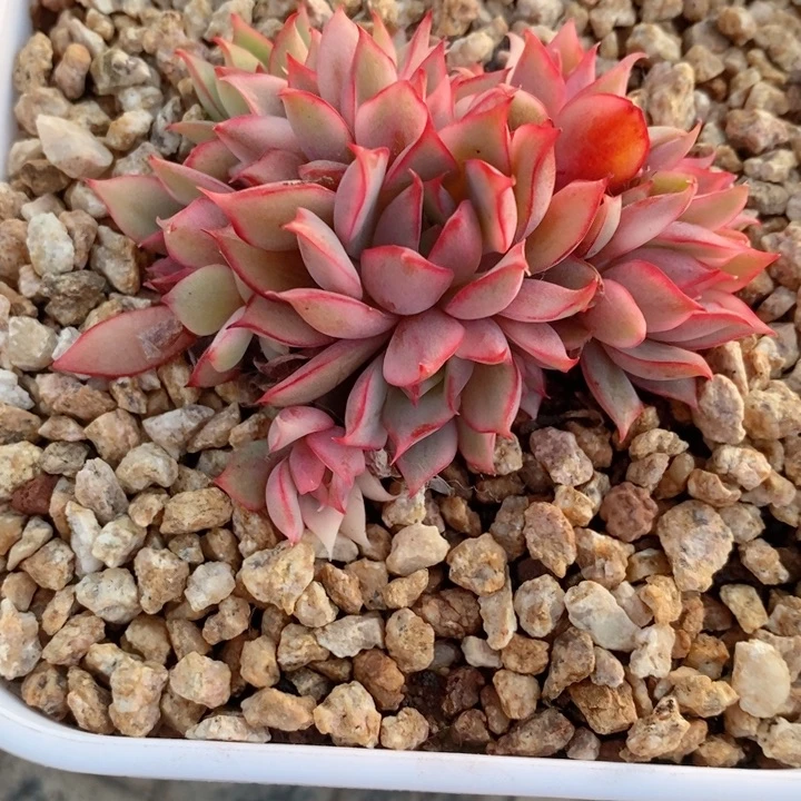 宝莲灯锦12头多肉锦