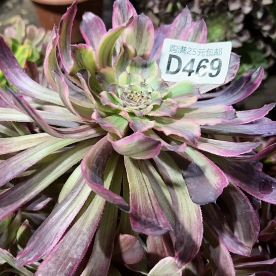 ?****?多肉植物一个