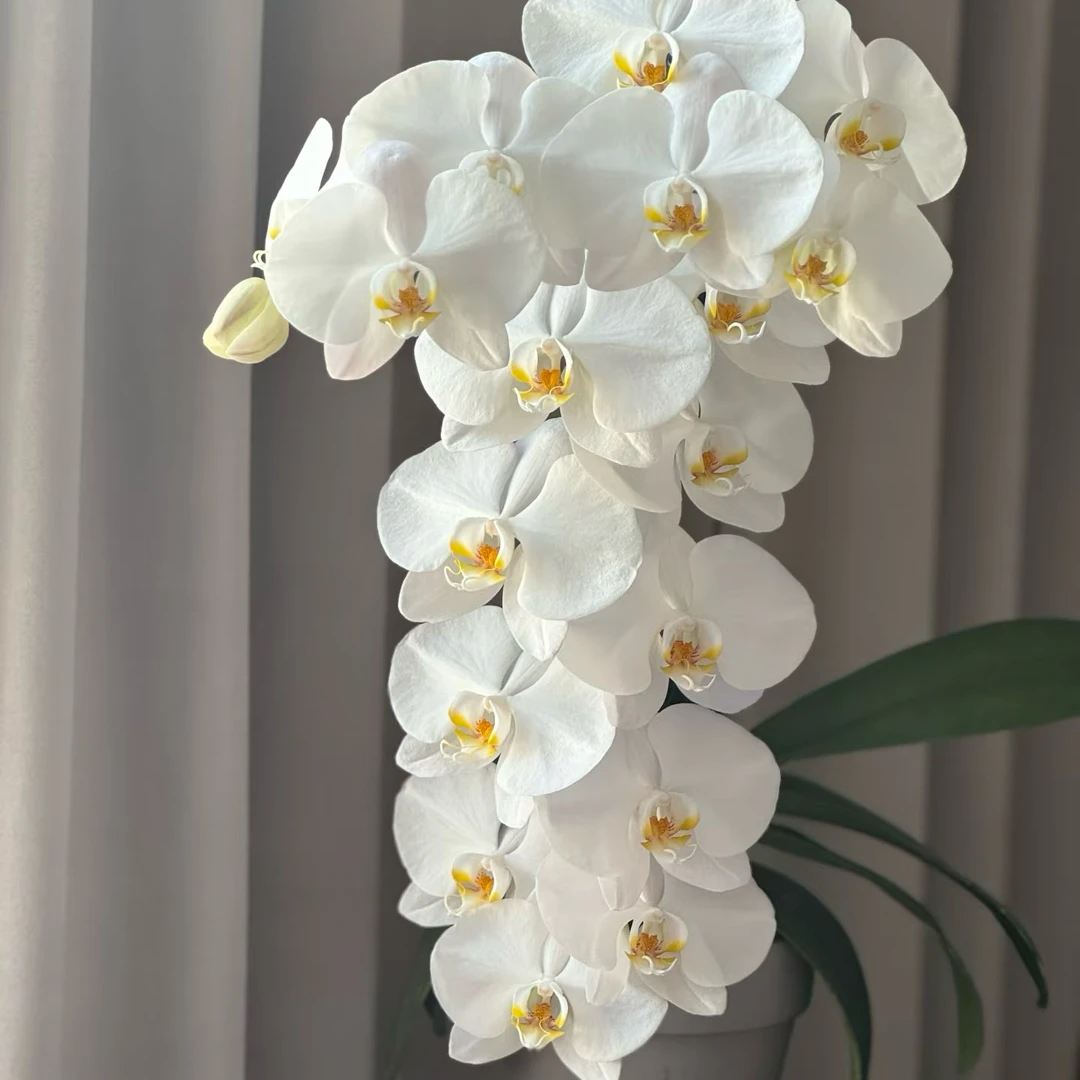 大白V3蝴蝶兰直播间专属链接赠专用营养液