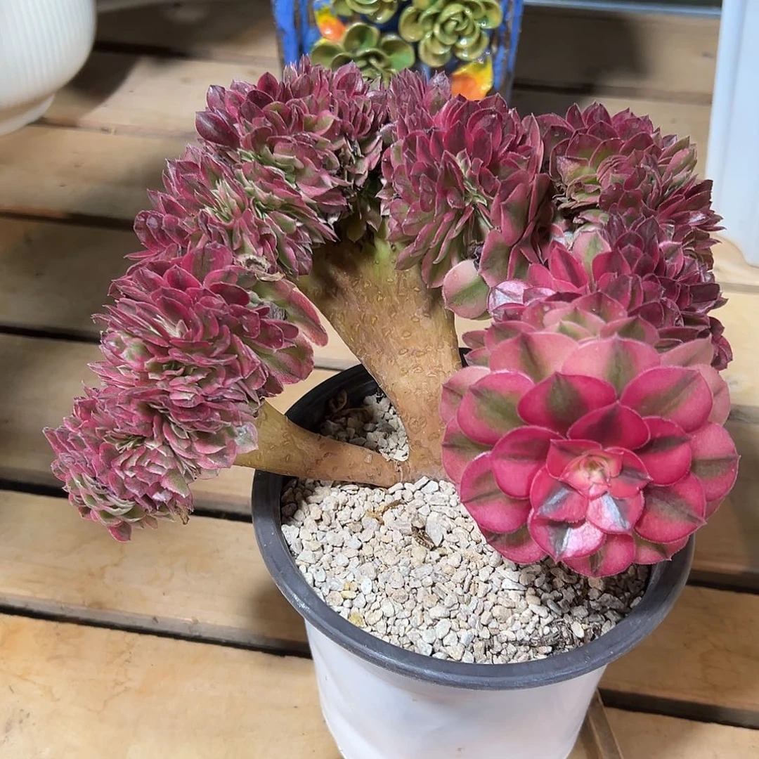 倾城缀化老桩厚板哪