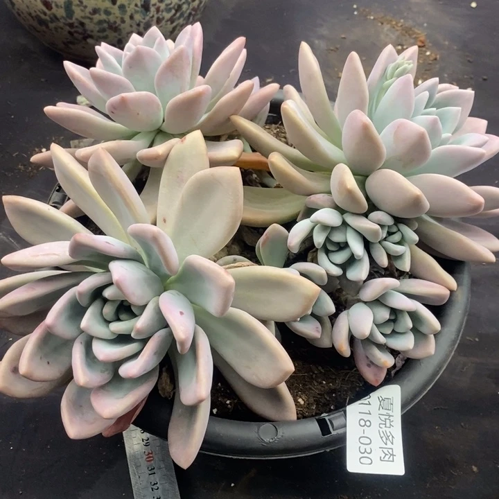 夏悦多肉0118-30奥普