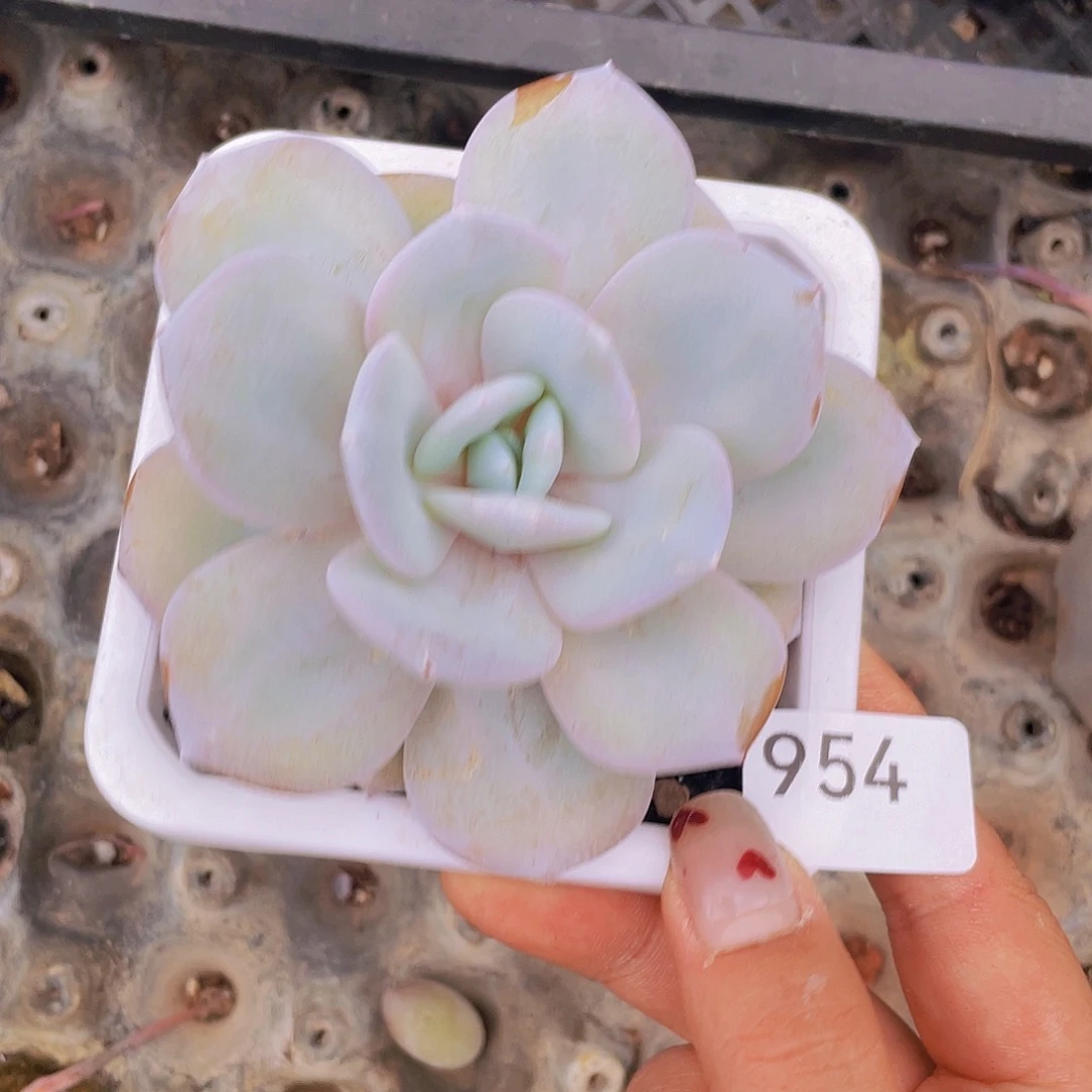 954。奶茶。     量拍