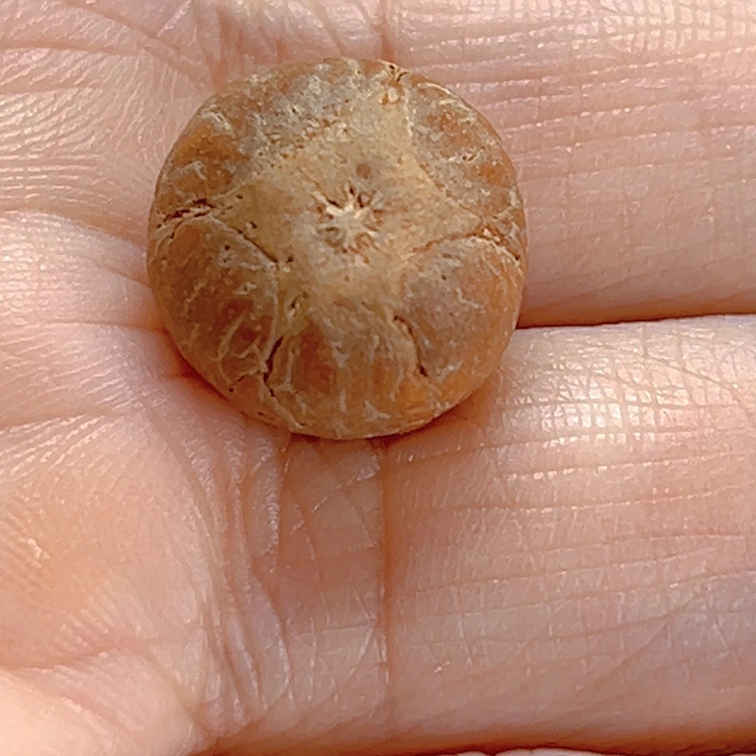 吊坠凤眼菩提14五星开播福利81@9553