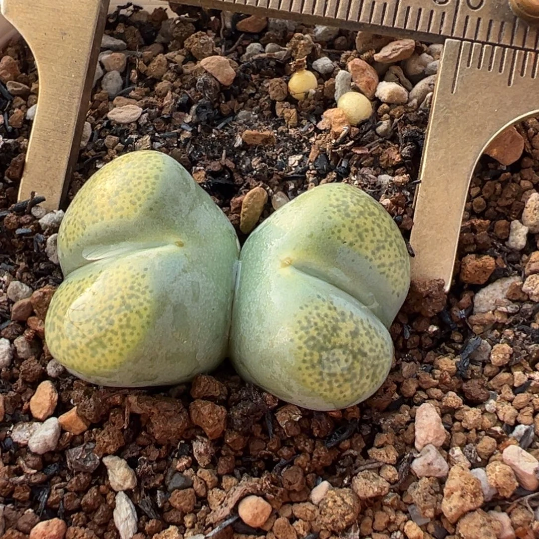 绿体碧琉璃母本带盆多肉