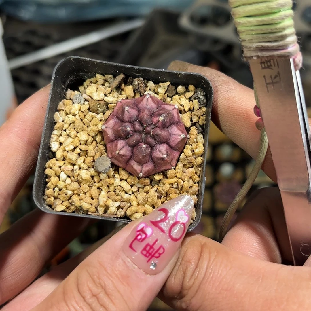 精选梦想单头发货有根