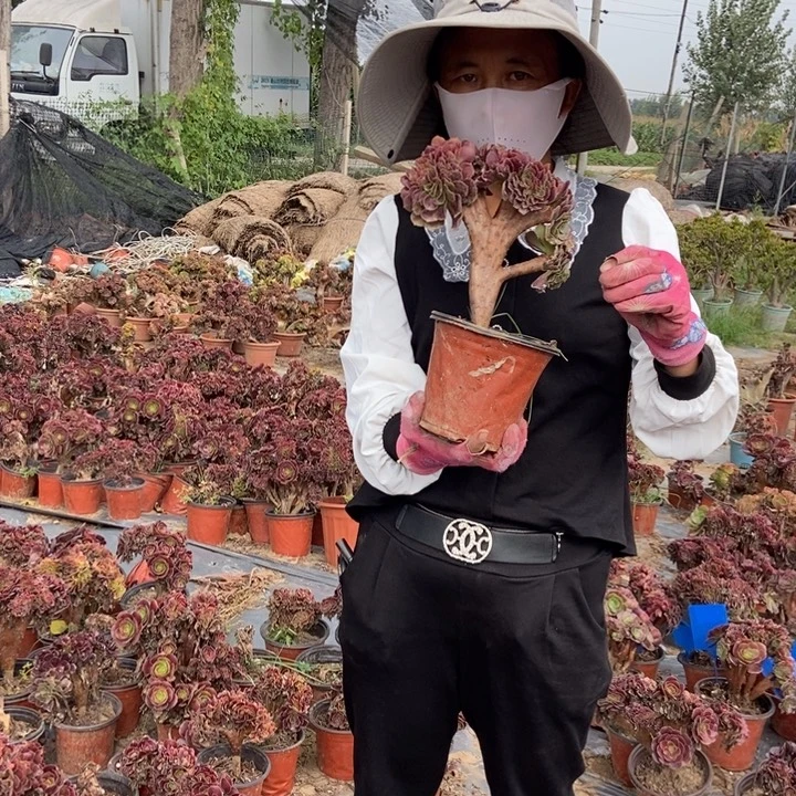 江***司089欧紫缀化老桩老桩