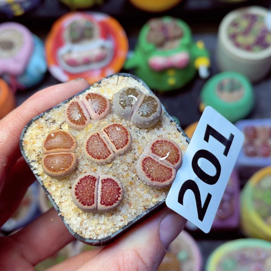 201生石花带盆发