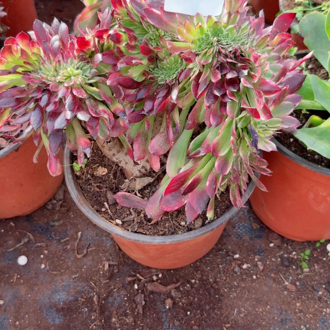 我4108 号多肉法师新年特价