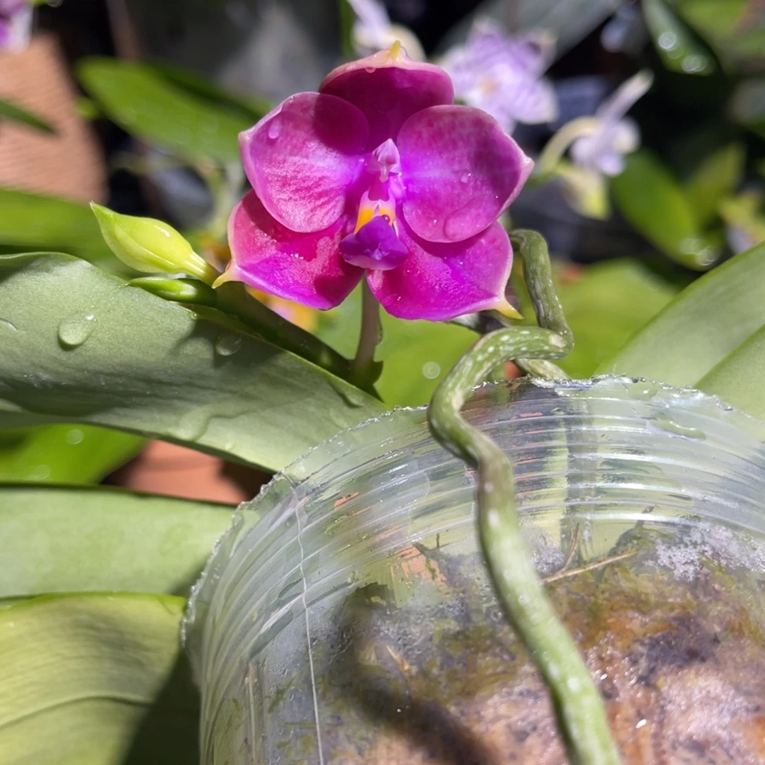 完全开放爪哇交贝蝴蝶兰