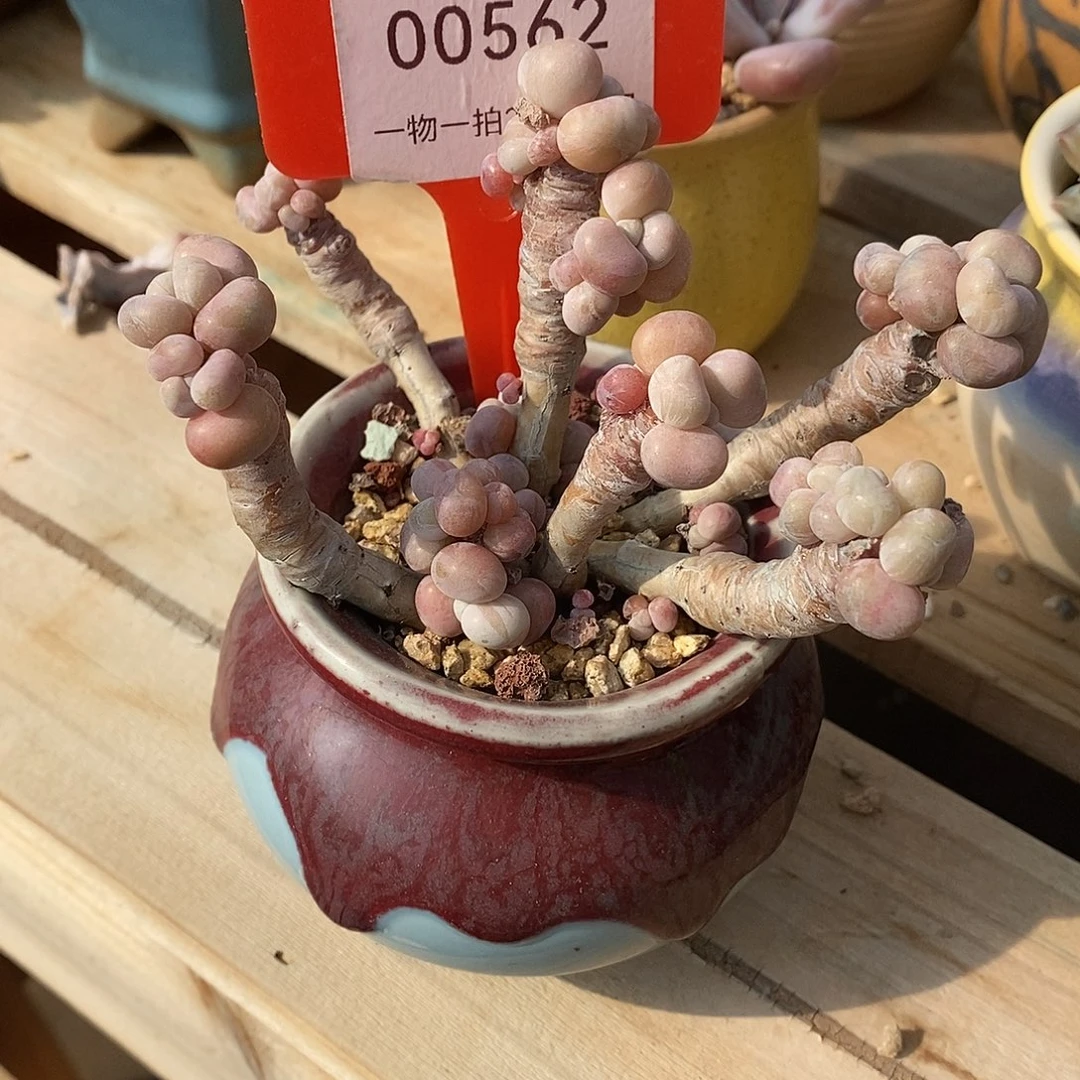 562头日落我哦装修我的