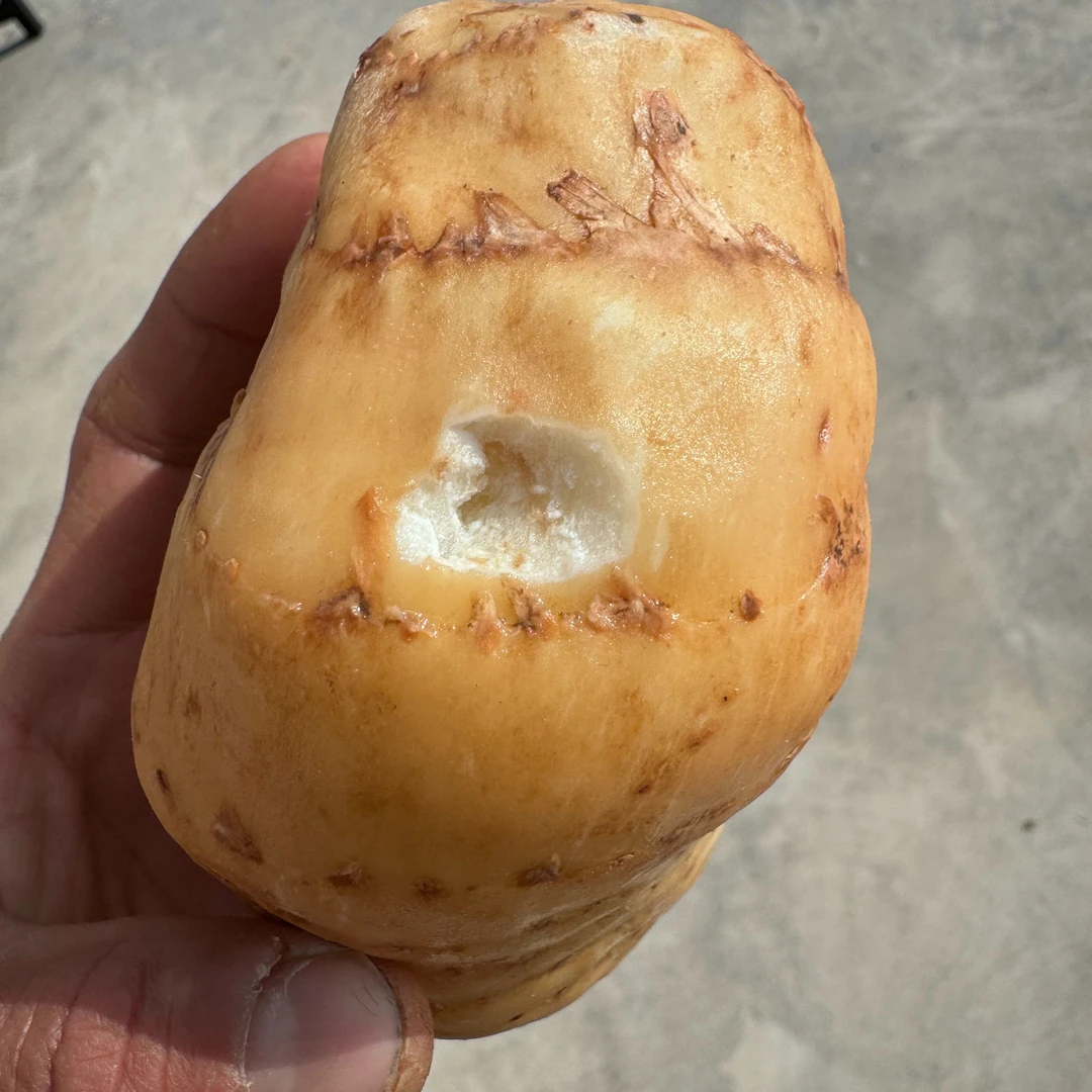 2025年 湖北恩施 高山仿野种植天麻  新鲜天麻 1斤/2斤/3斤