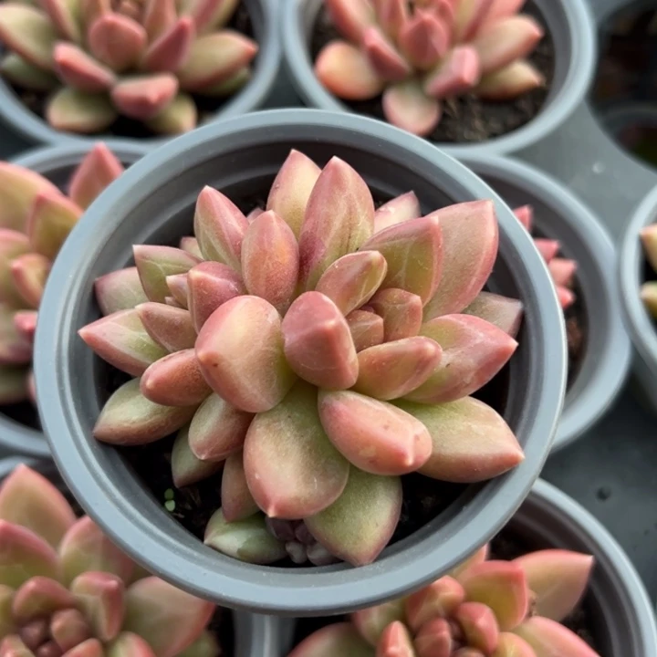 想***芦新疆包邮 迷雾泡泡