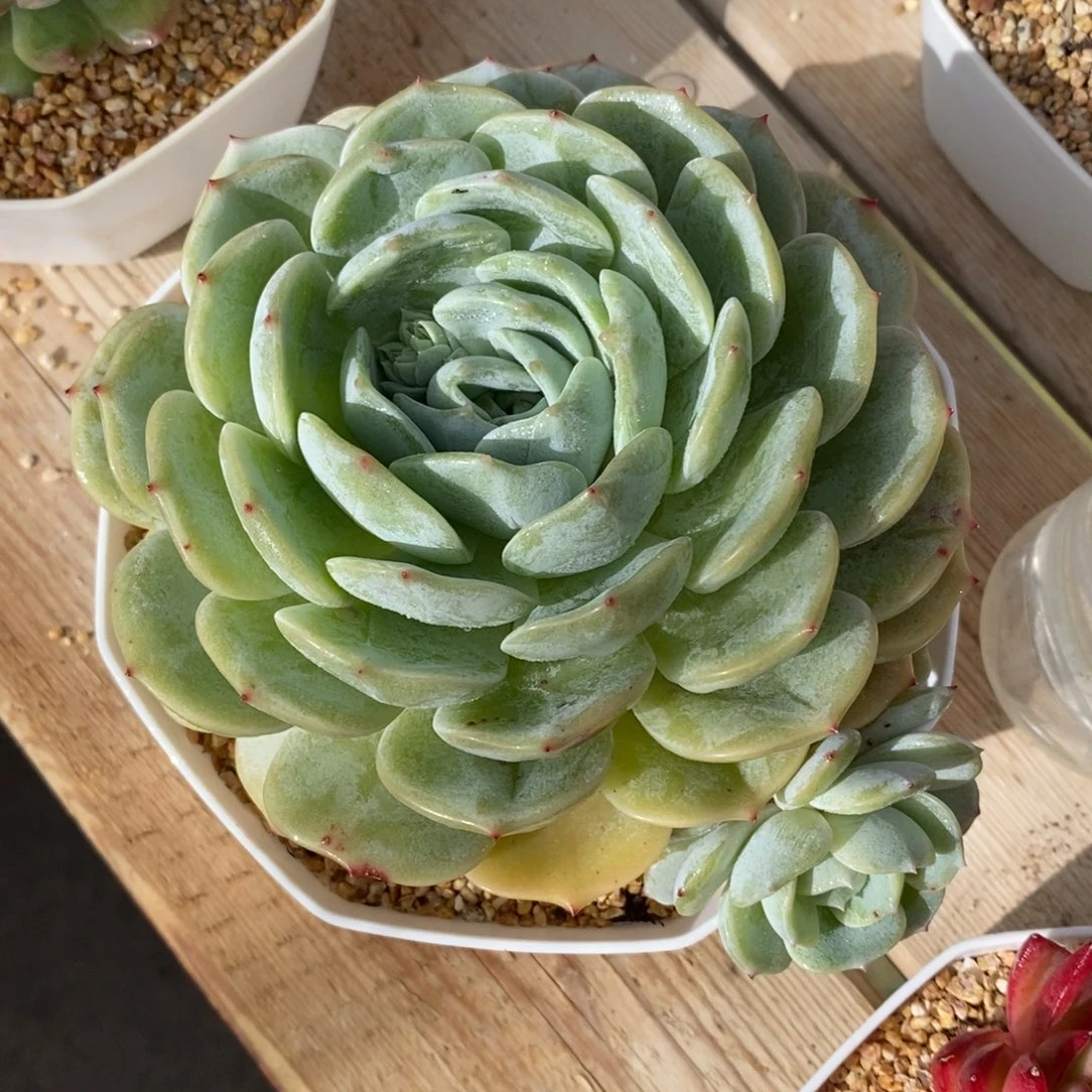 自助下单一物一拍多肉，下滑有惊喜