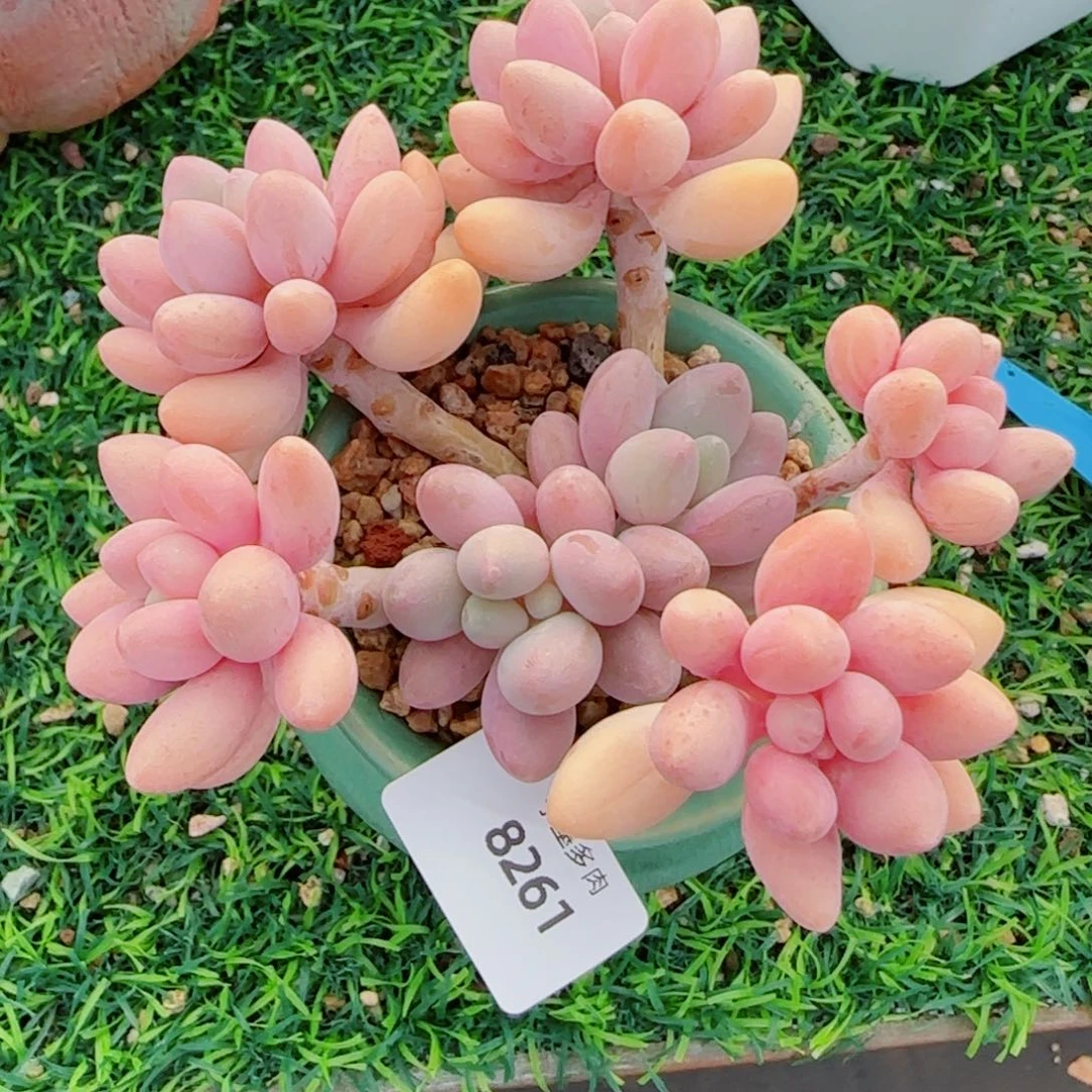 粉恋，8261多肉植物