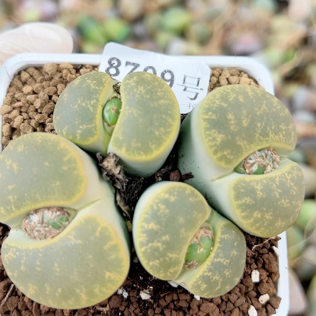 8709 好养易活生石花大母本