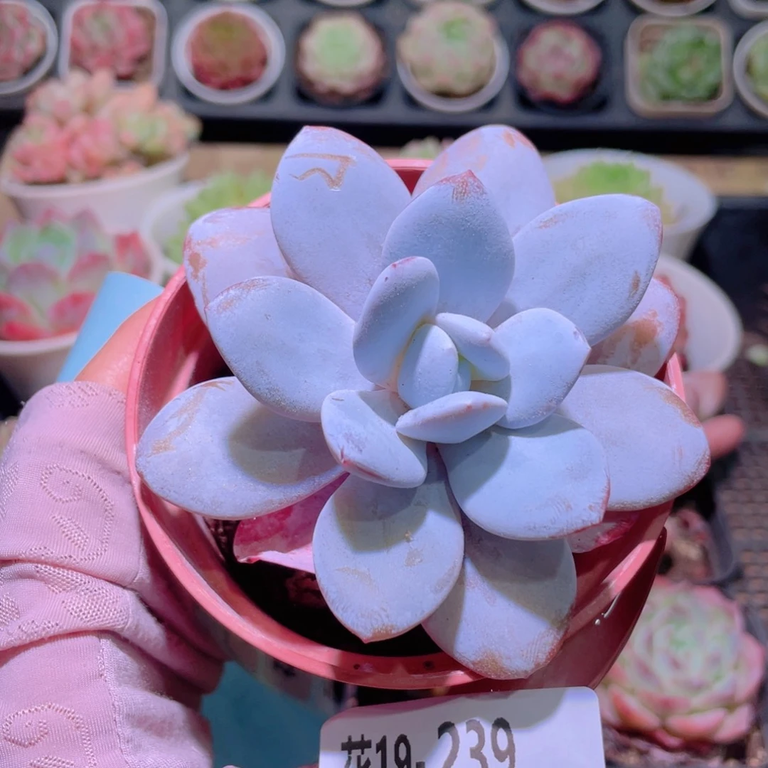 花利美19-239粉雪莲