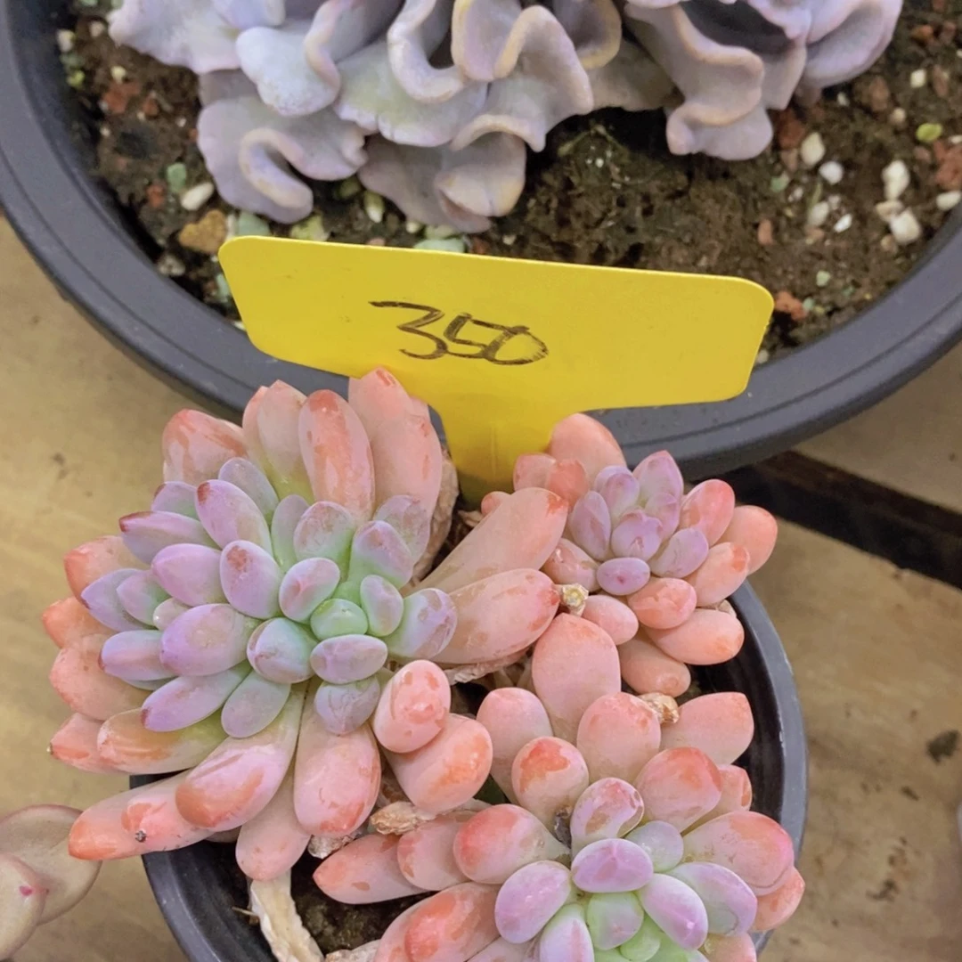 多肉植物，一物一拍，专场5