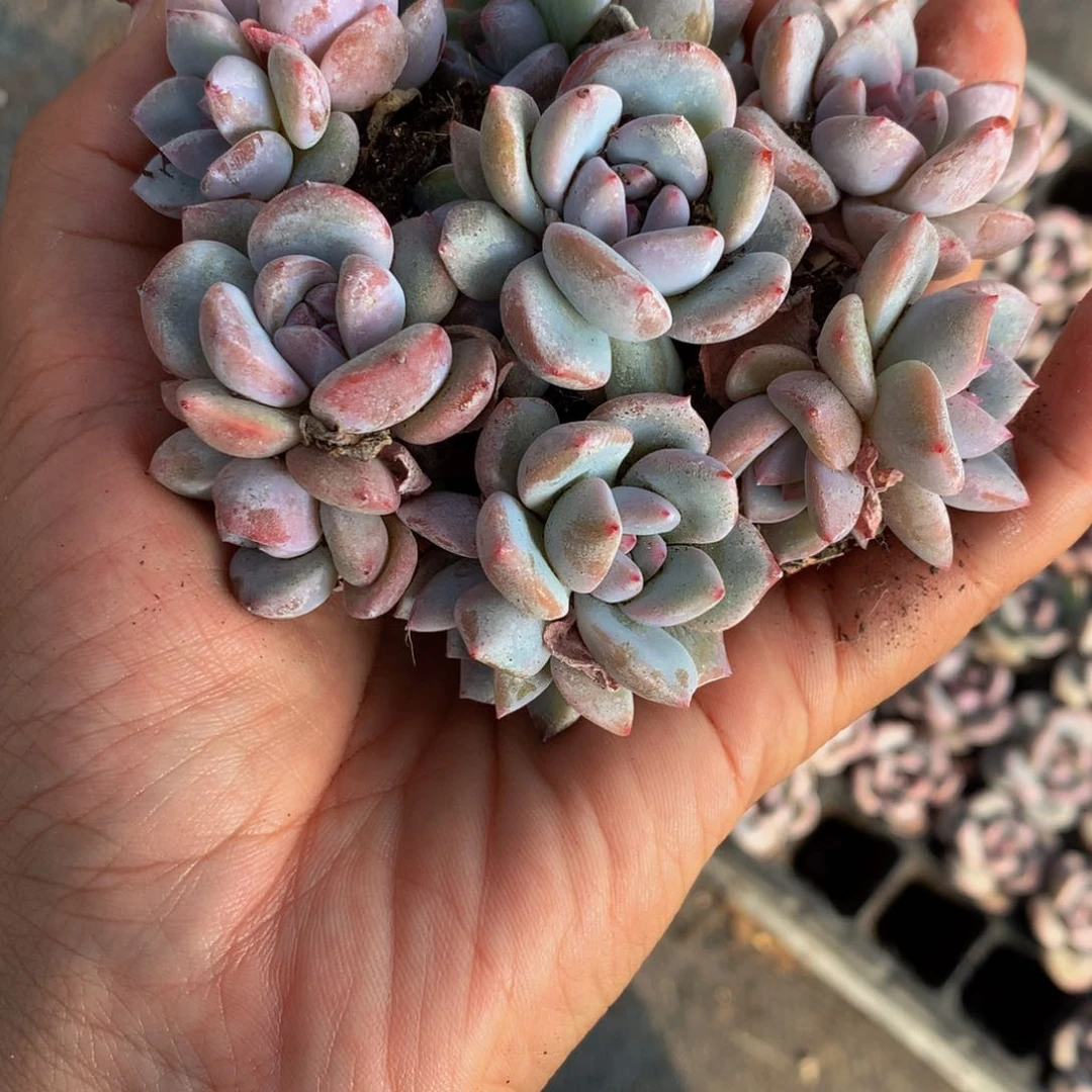 星影双头 （满9.99包邮不满9.99发叶子）