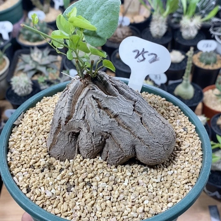 252号实生象足龟甲龙10cm