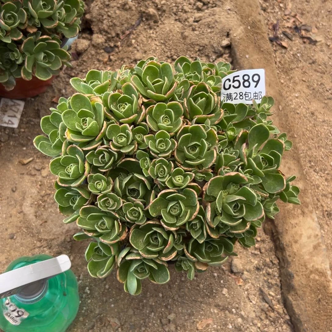589多肉     树玫瑰