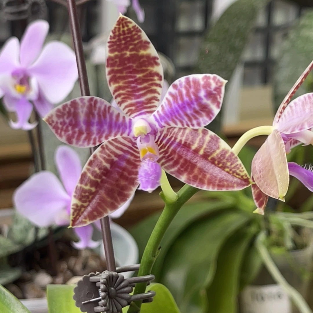 完全开放SWR21HE-蓝路德交象形文字-1051