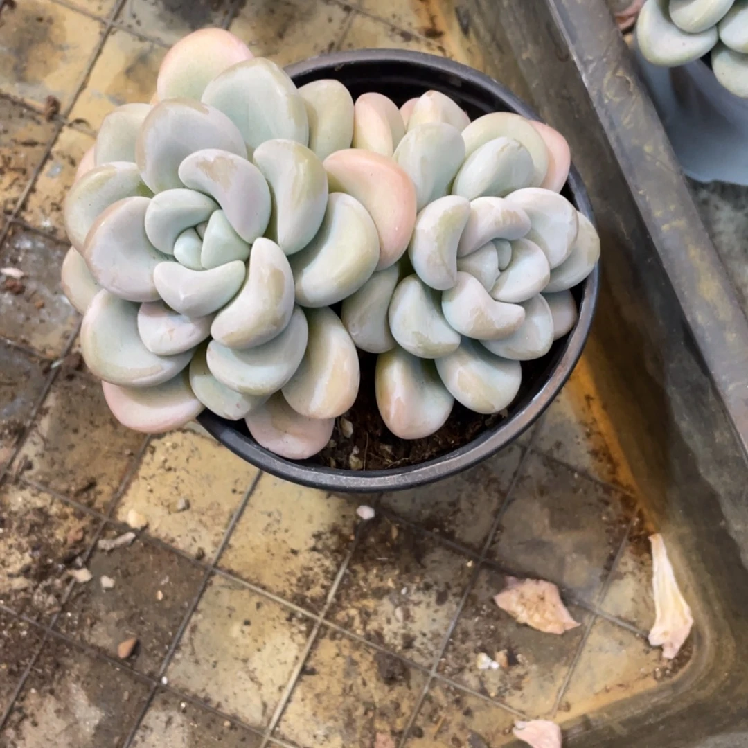 玉麒麟冠幅10 公分一物一拍