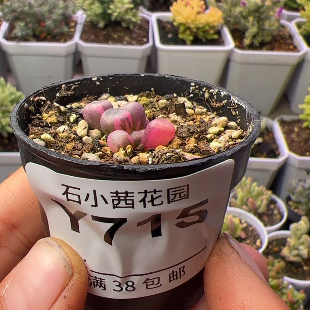 多肉植物五十铃玉锦