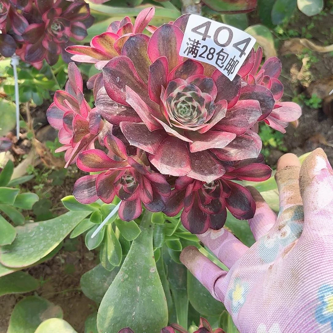 F. 404纳福多肉111111