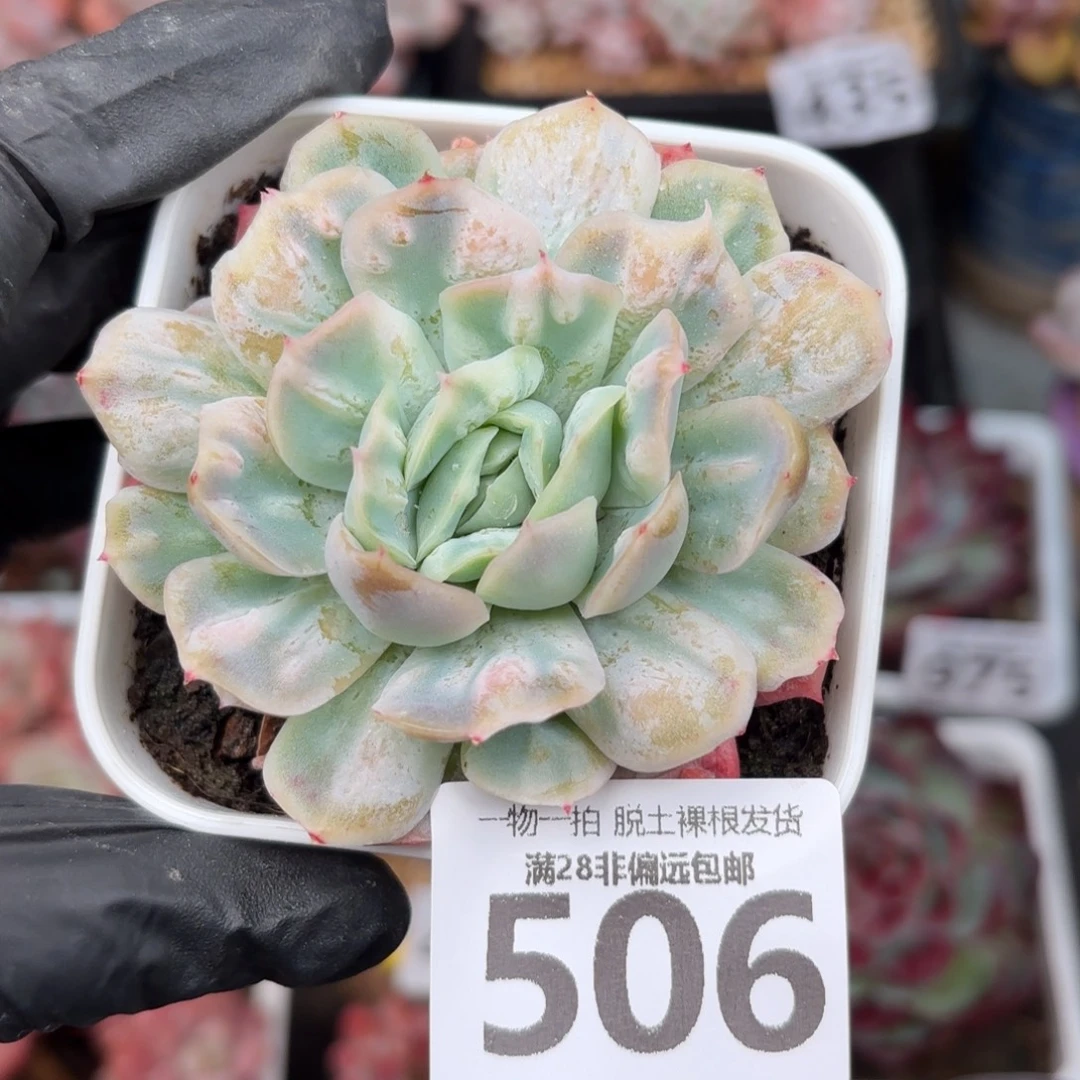 泡泡纱裙无盆土发货