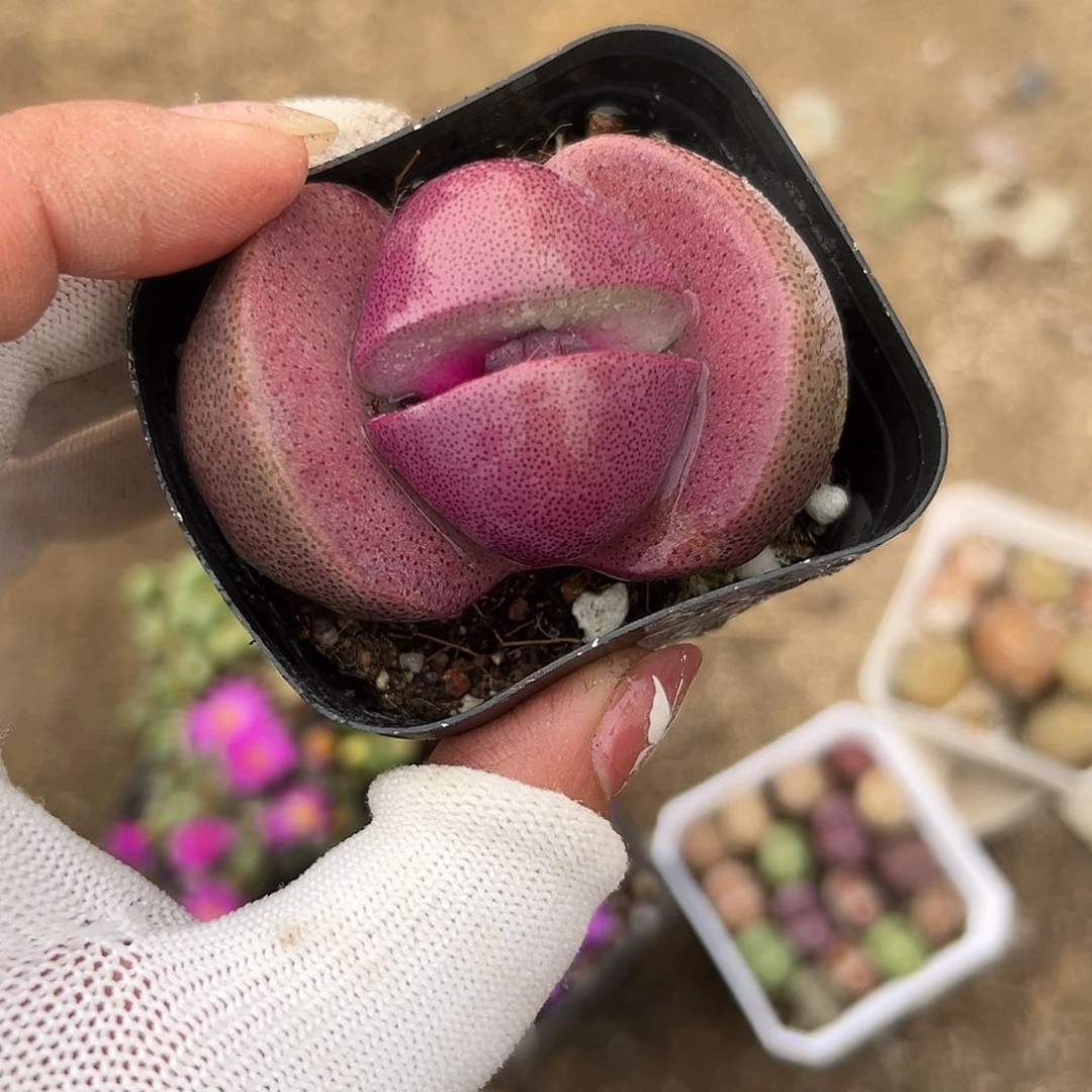 多肉植物多肉植物