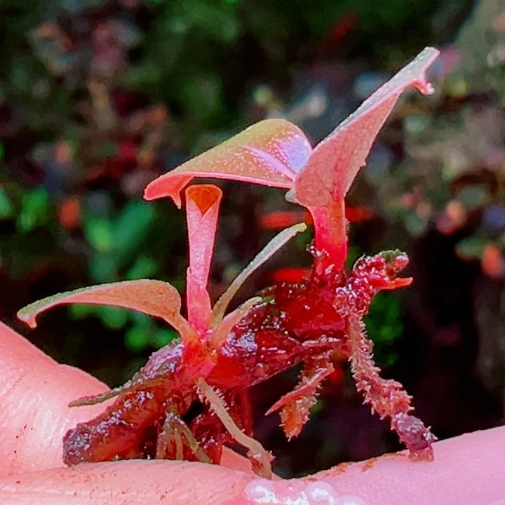 福利95号福利价植物一头