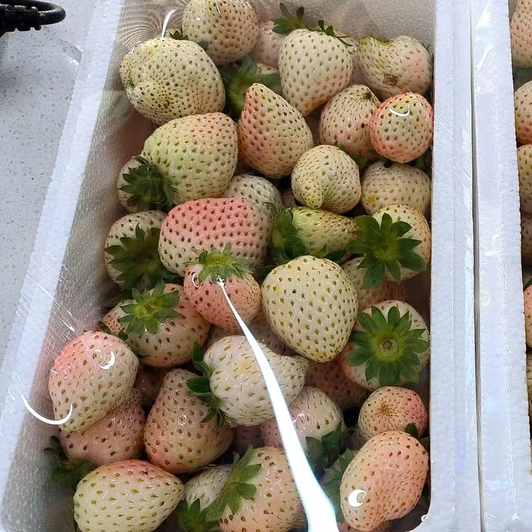 【生活馆】河北粉玉草莓一箱1.8斤