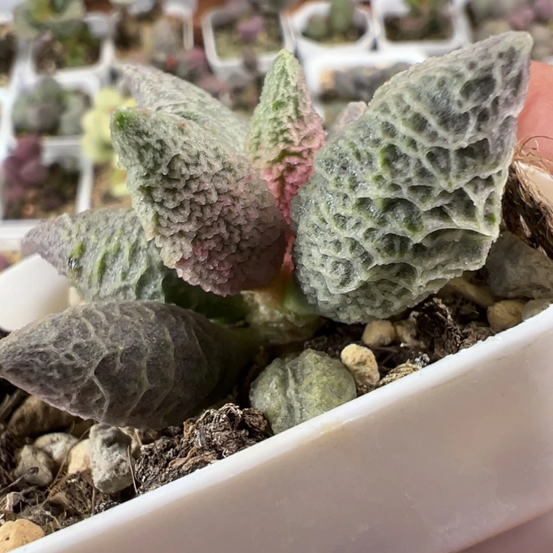 融化纹冰淇淋水泡多肉植物