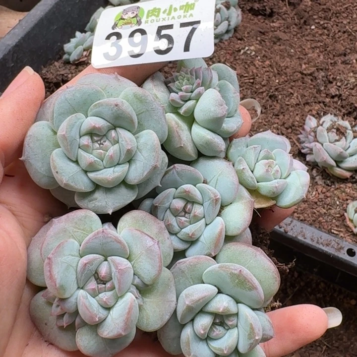 无花朵多肉植物多肉植物