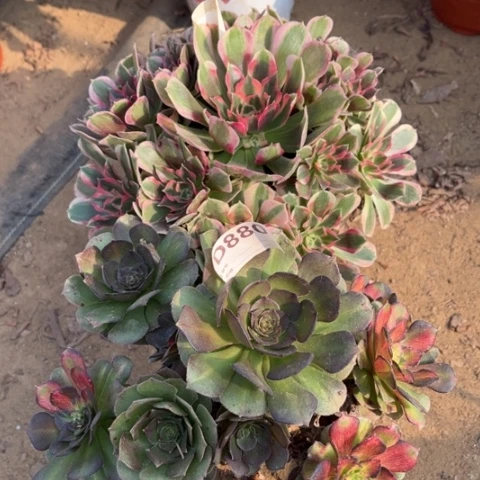 多肉植物妖月海七彩