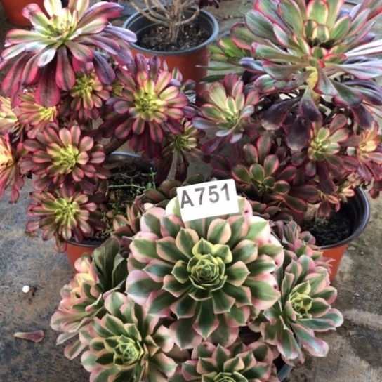 法师多肉植物叶*法师751
